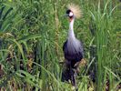 Grey-Crowned Crane (WWT Slimbridge July 2014) - pic by Nigel Key